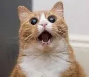 Shocked cat